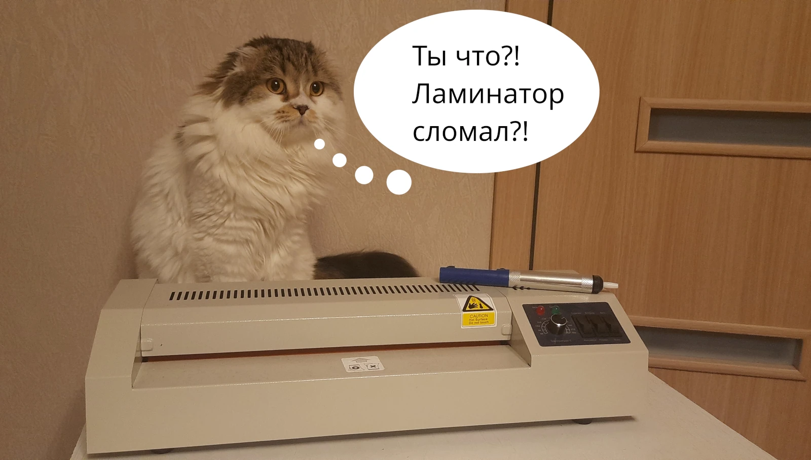 Кот Филя, ругается за сломанный ламинатор